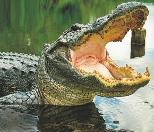 SWAMP KING DIES AS GATOR STORMS SHED!
