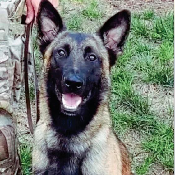 HERO K-9 POOCH TAKES BULLETS BUT GETS HIS MAN!