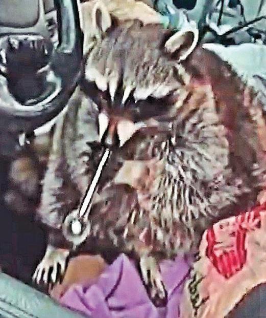 FUR FLIES OVER METH RACCOON