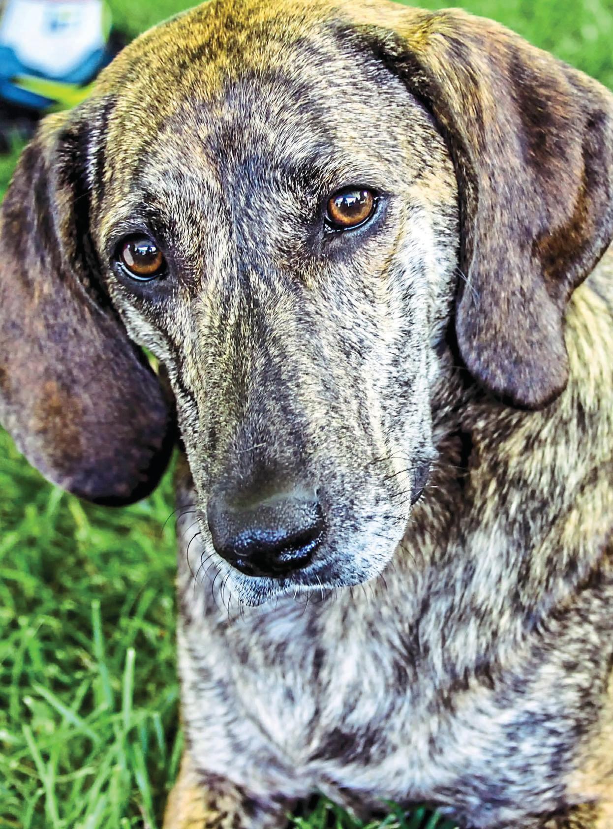 OWNER IN DOGHOUSE AFTER PET'S DRUG DEATH