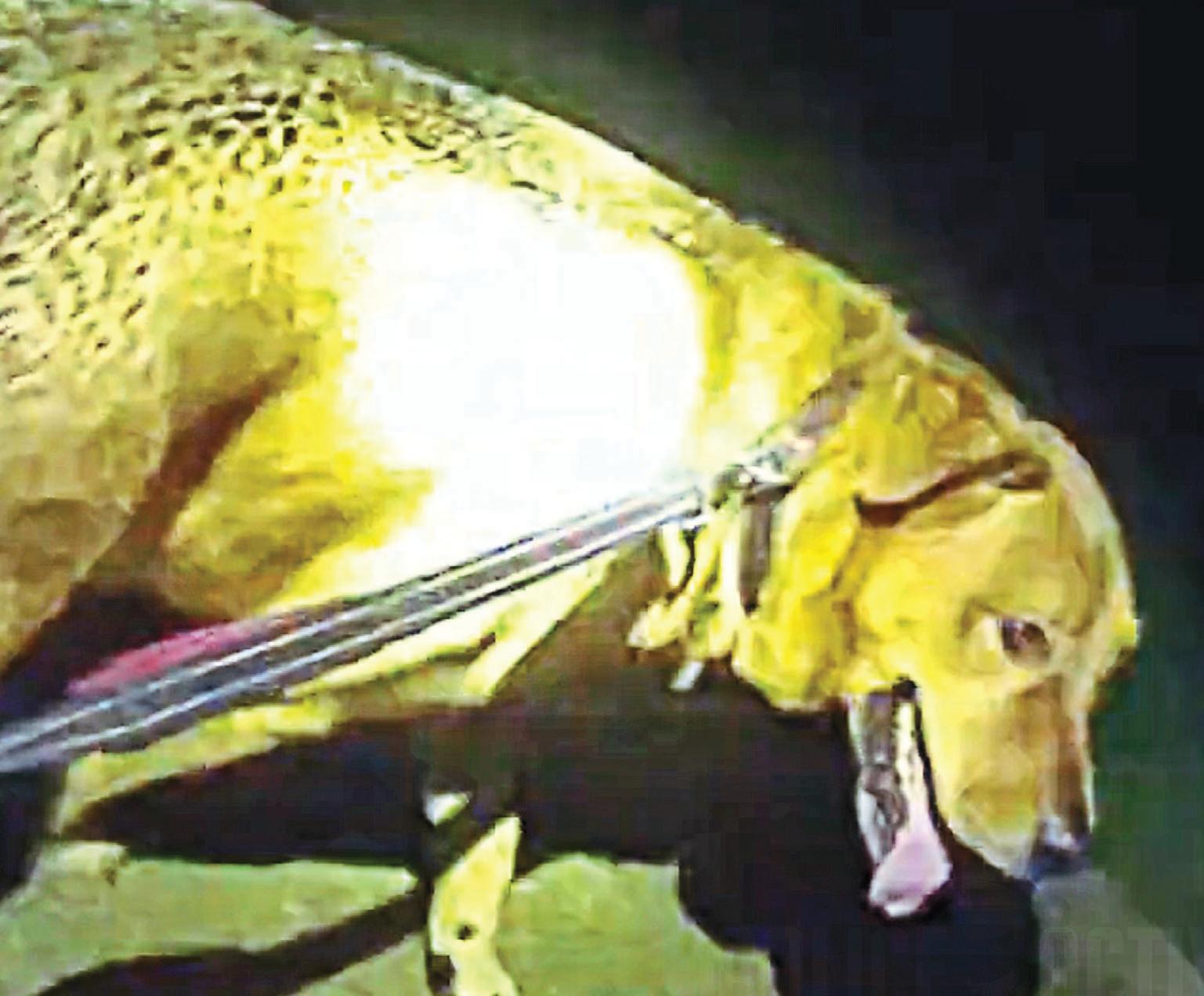 TAIL OF HEROISM!