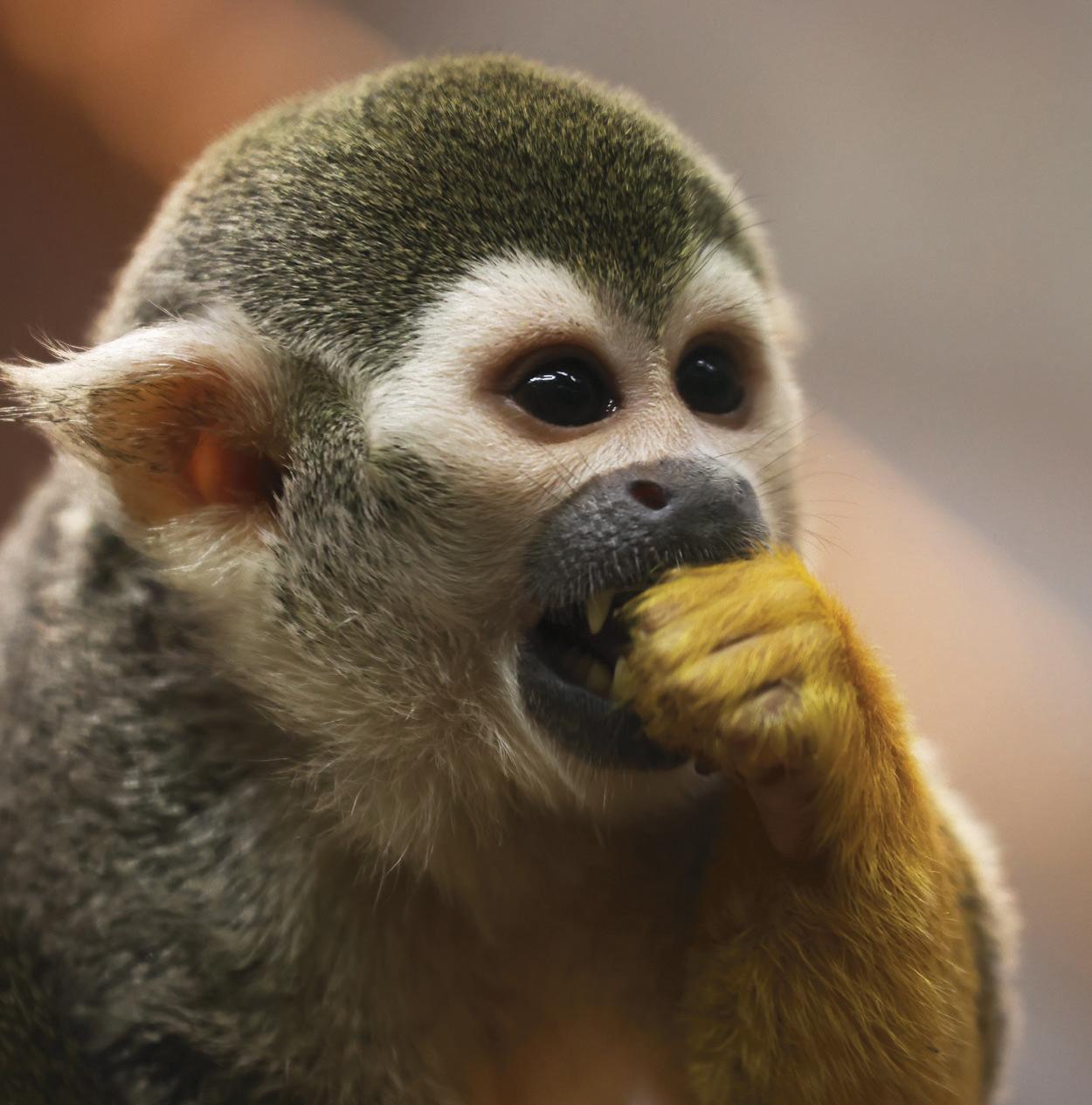 INSANE MONKEY BUSINESS