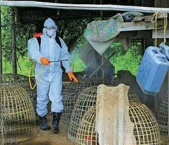 DEADLY NEW BIRD FLU SPARKS PANDEMIC PANIC!