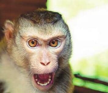 CHINA UNLEASHES NEW BIOWEAPON - DEADLY MONKEYPOX!