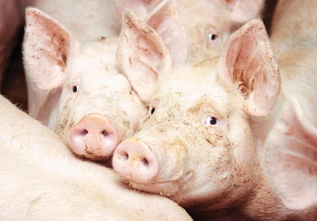 FARM PIGS BUTCHER OLD LADY!