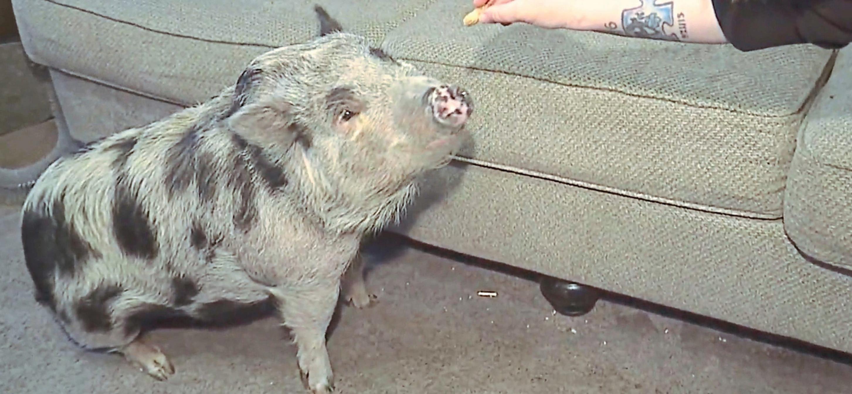 THIS LITTLE PIGGY WANTS TO STAY HOME!