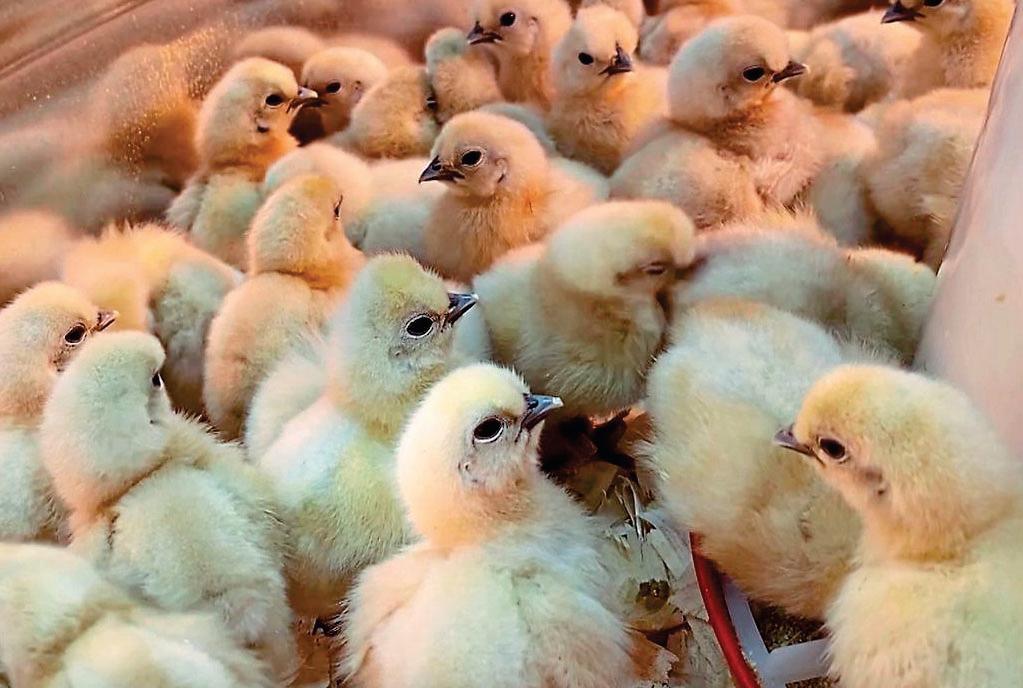 CRY FOWL