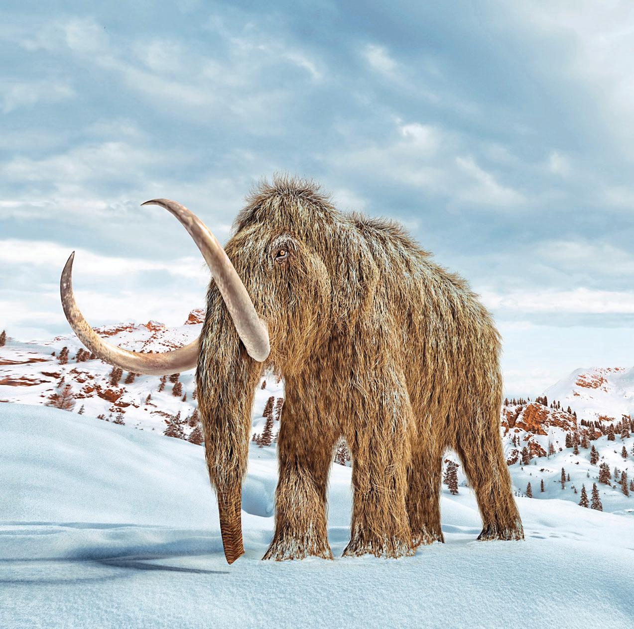 WOOLLY MAMMOTHS REFRESH ANTIBIOTICS