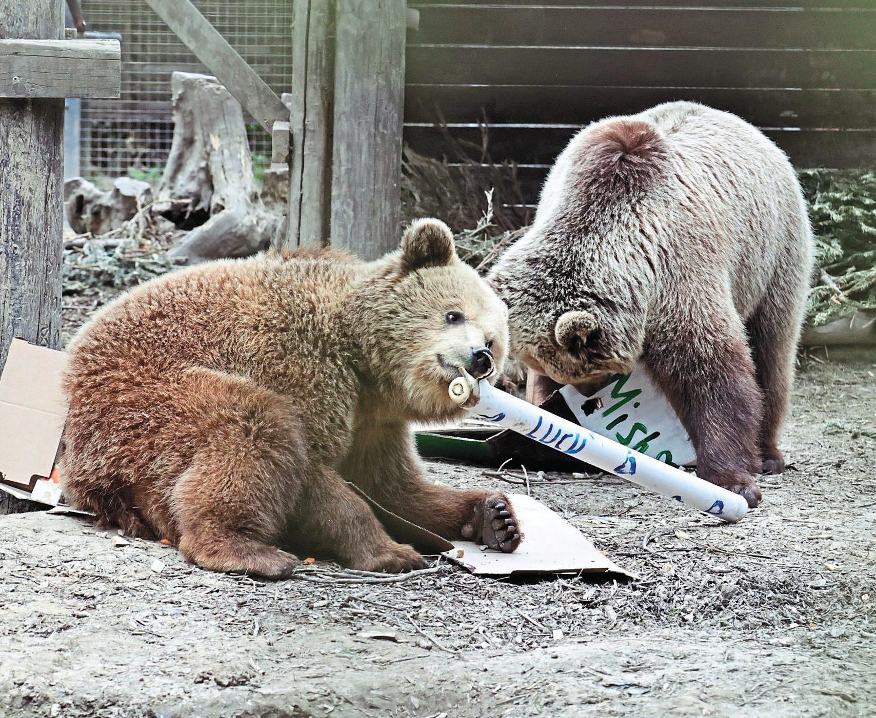 TEDDY BEAR PICNIC!