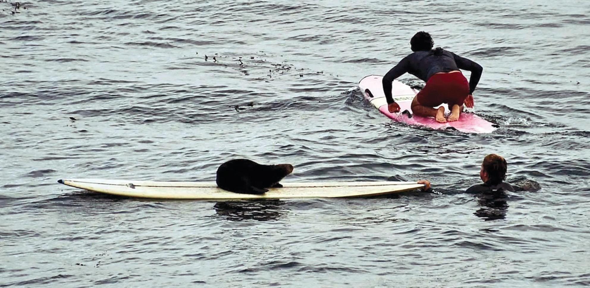 SURFIN SAFARI
