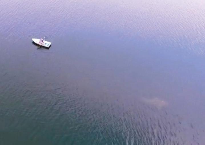 GREAT LAKE SEA MONSTER!
