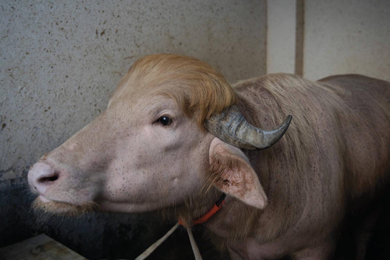HAIL TO THE BEEF!