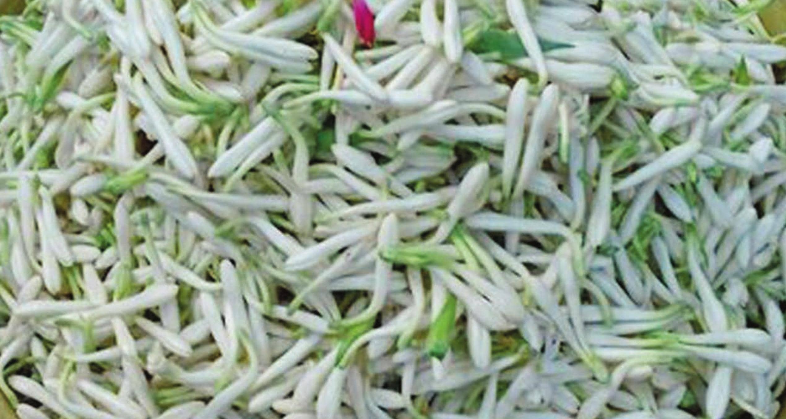 பவானிசாகர் பகுதியில் பூக்களை குட்டையில் கொட்டிய விவசாயிகள்
