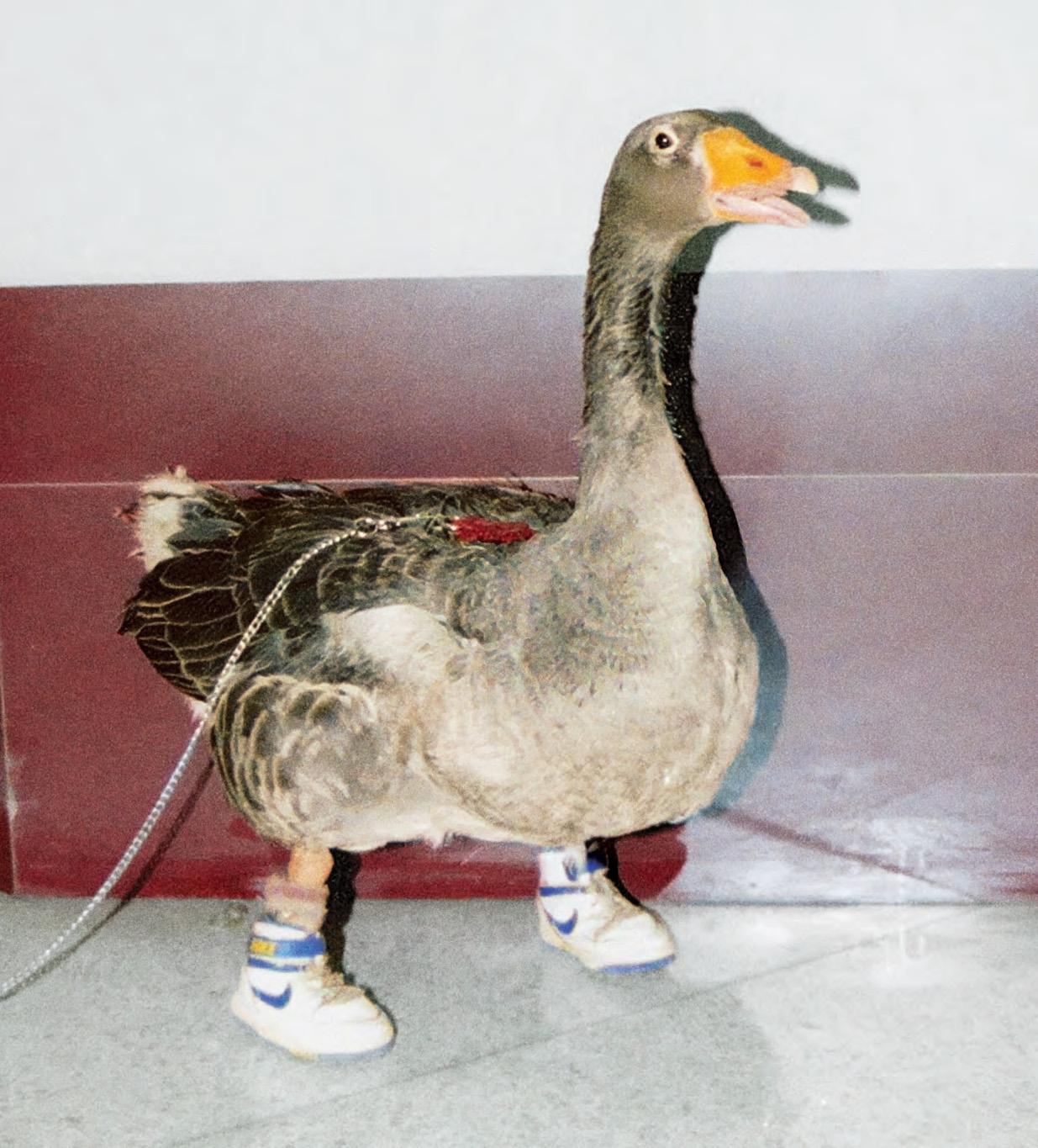 WHO KILLED THE FOOTLESS GOOSE?