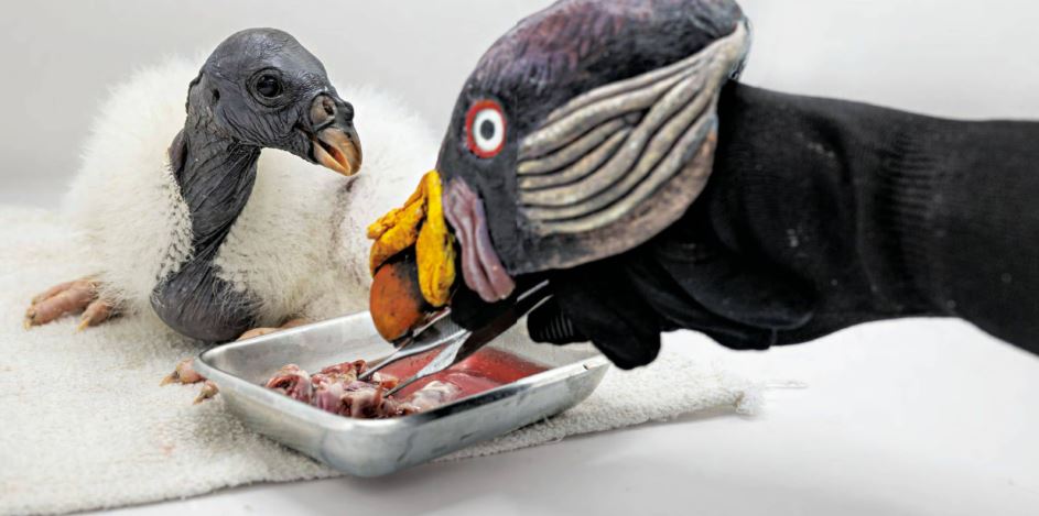 Neighborhood News: When Feeding Is Also Puppeteering
