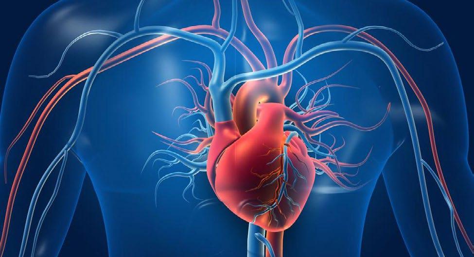 Closing the Gap: Why Women Are Missing Out on Crucial Cardiovascular Disease Treatments