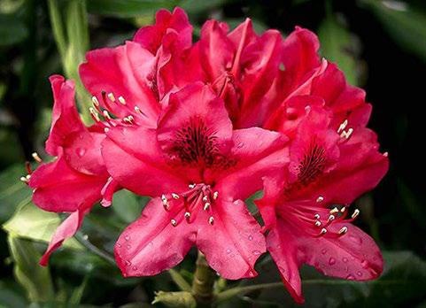 Buransh The miracle flower