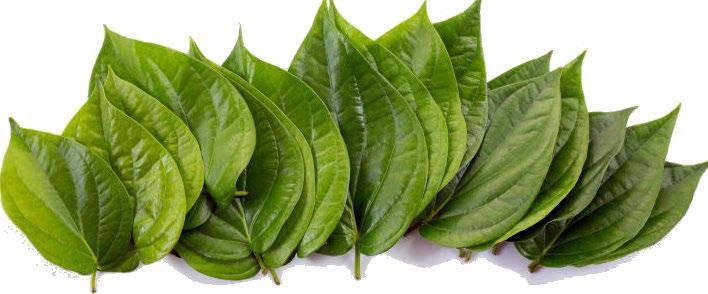 Betel Leaf A Sacred Leaf with Powerful Healing Properties