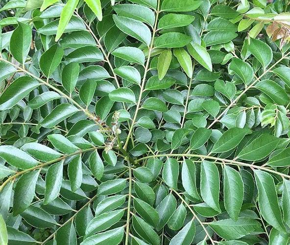 Curry Leaves: A Delicious Path to Health and Beauty