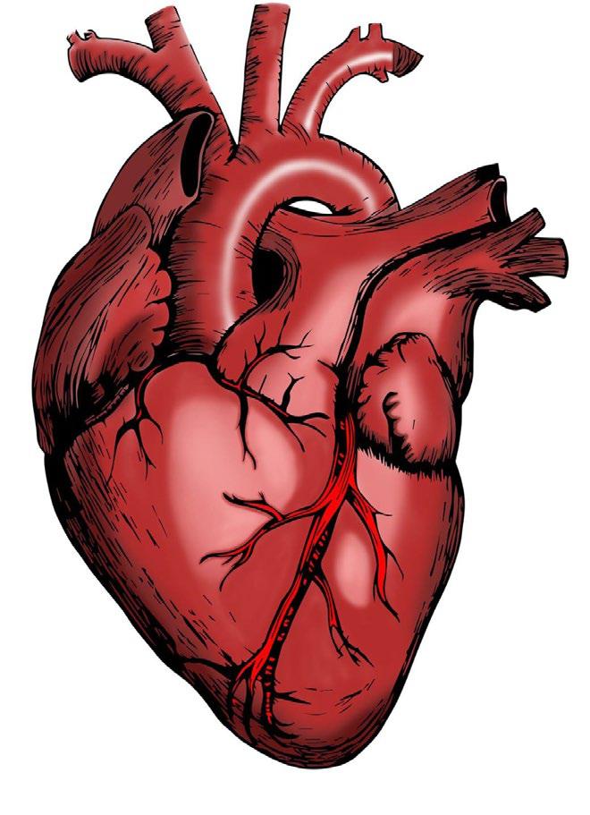 The Marma of Heart Attack - Ayurveda's Bold Answer