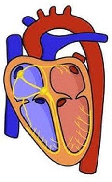 Supraventricular Tachycardia