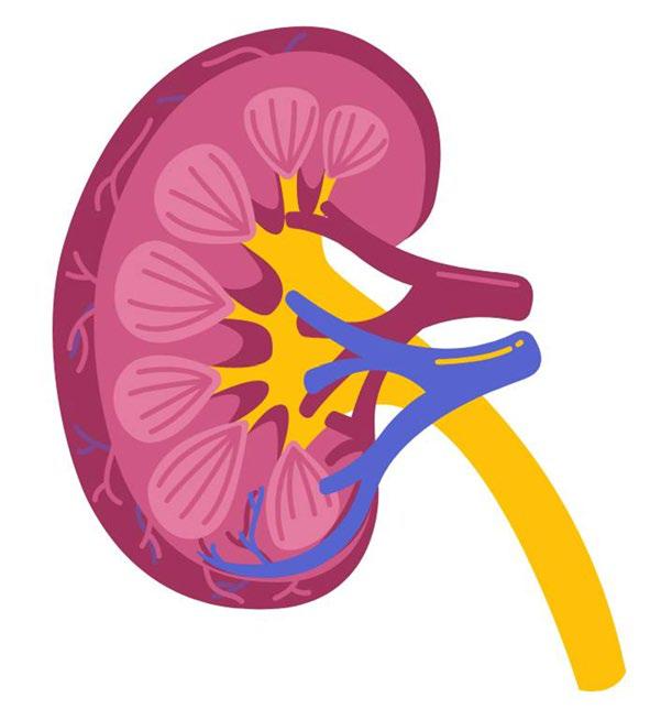 Hello Friend, I Am RFT Understanding Your Kidney Health