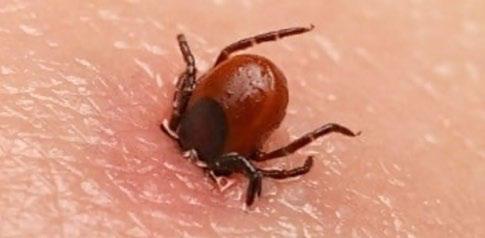 Understanding Scrub typhus