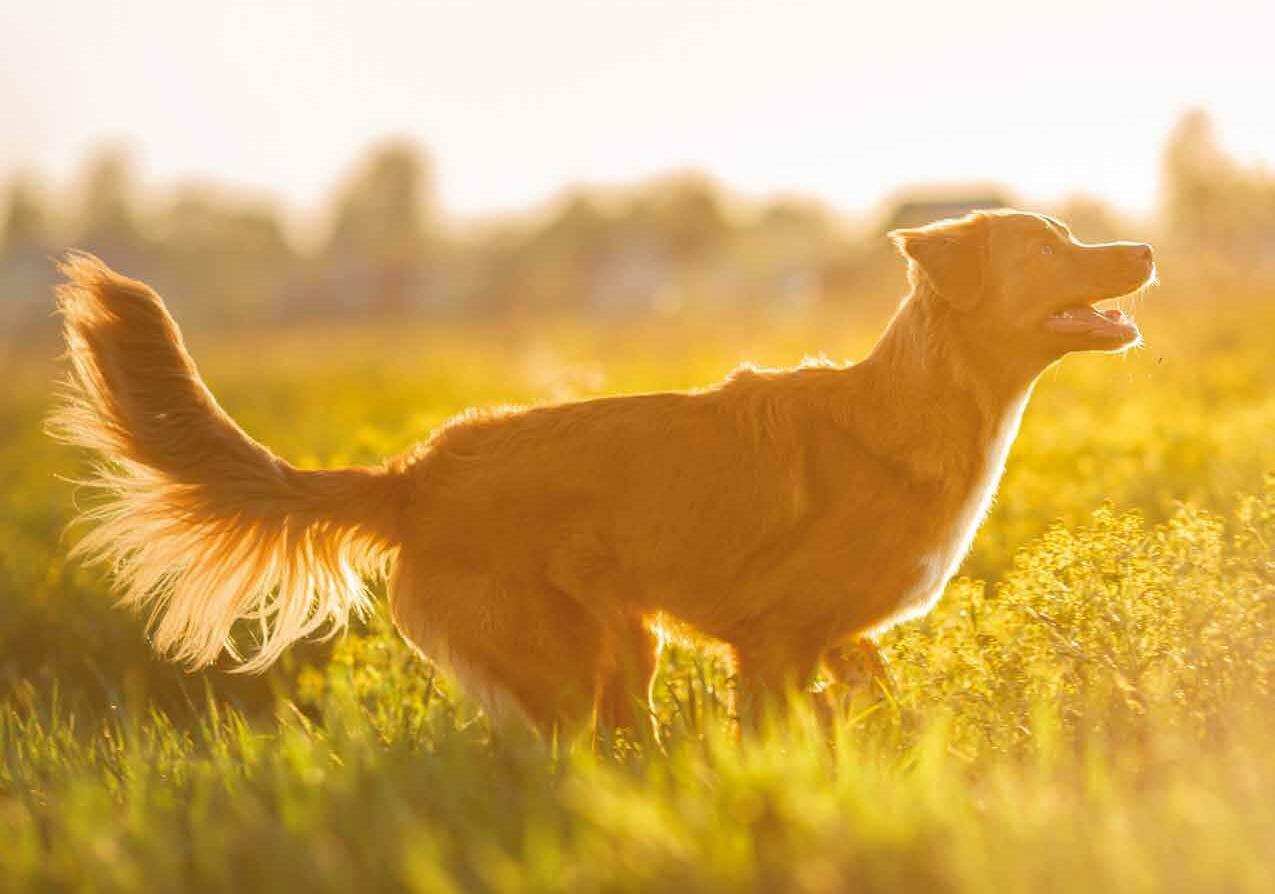 Paws, sniffles and sneezes