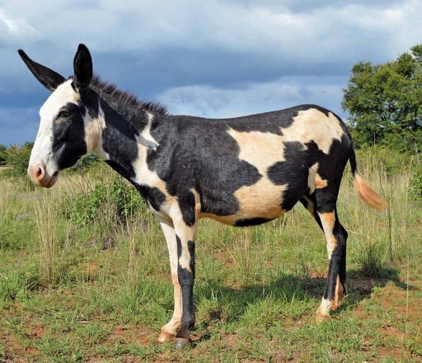 donkey extension kit