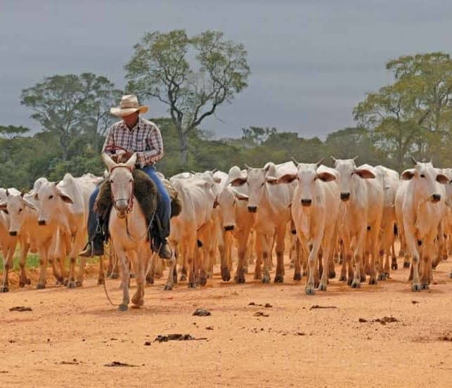 Transporting cattle