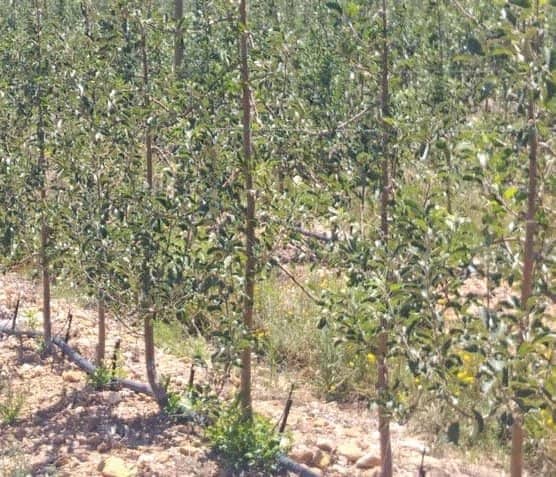 Watch out for glyphosate contamination