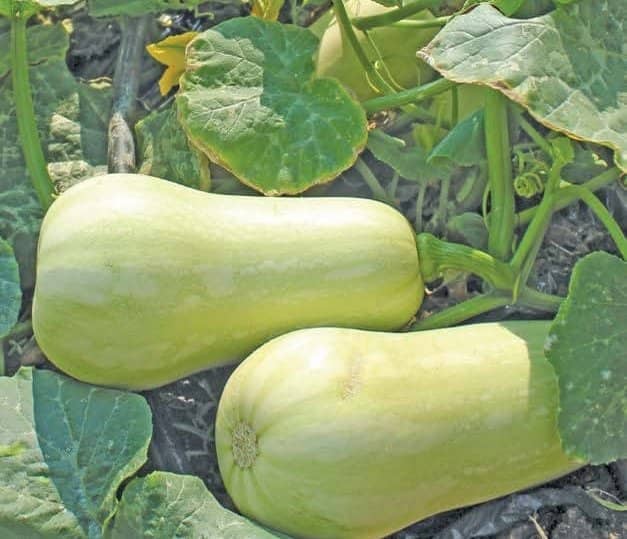 How to start farming with R1 million