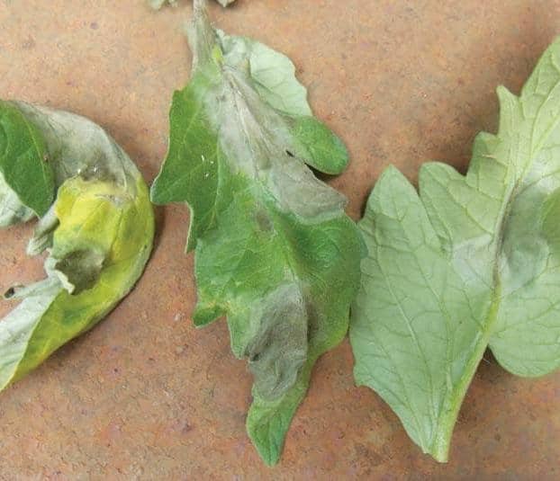 The most destructive disease of potatoes