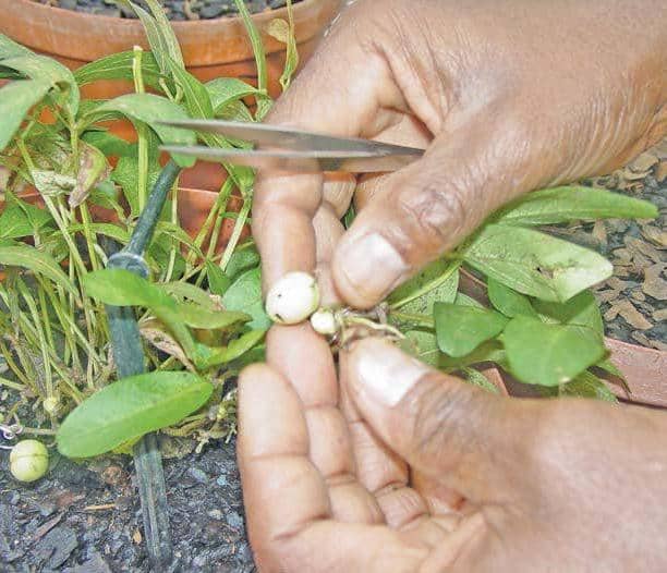 Growing Bambara