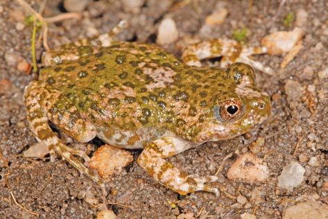 Cederberg frog discovery of 'extreme importance'