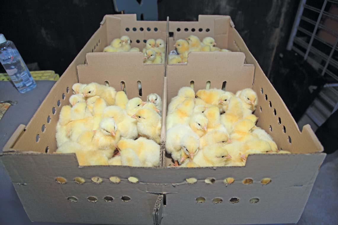 Farmers warned to look out for fraudsters and deals that seem too good to be true