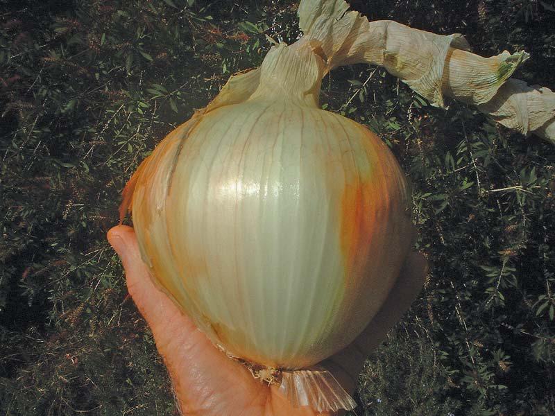 The intricacies of growing onions