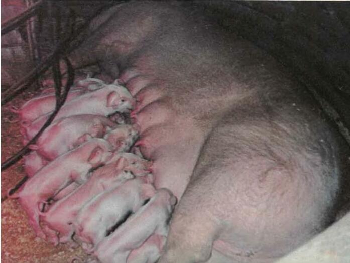 Good pickings with pigs