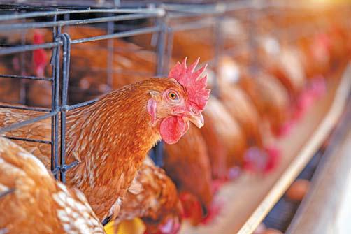 Czech Republic leads charge to ban EU poultry cage farming