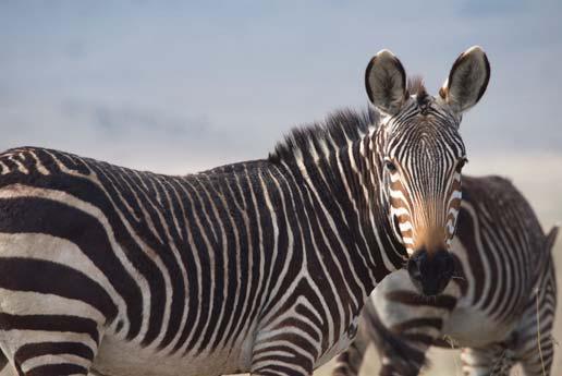 Cape mountain zebra conservation efforts praised
