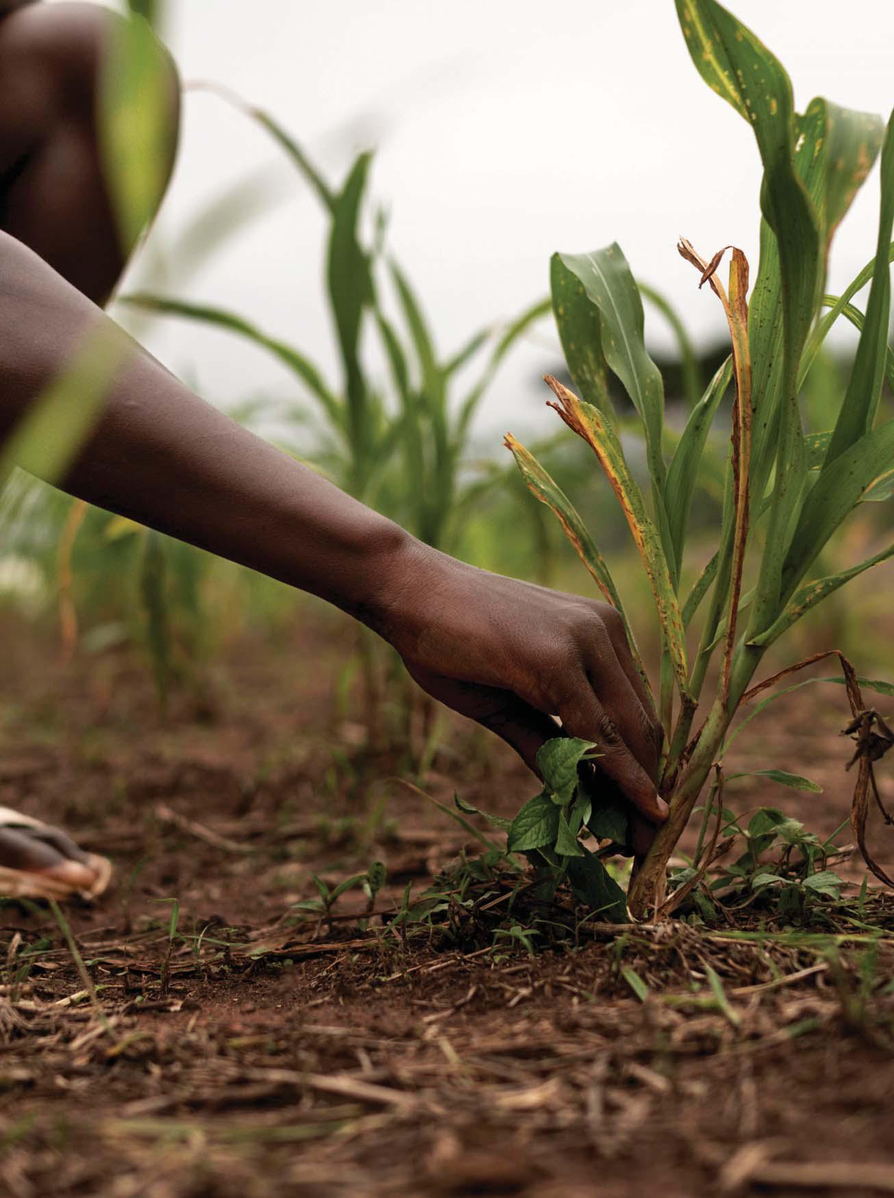 Industrial-scale farming is flawed: what ecologically friendly farming practices could look like in Africa