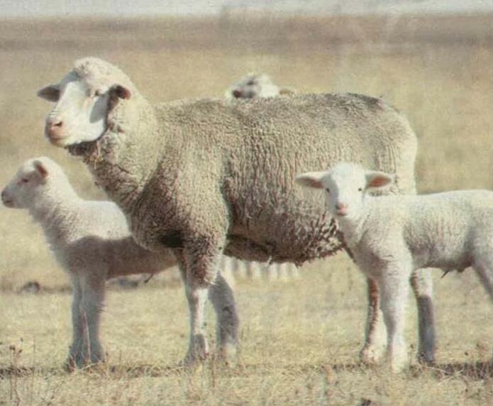 Second-hand ewes for meat