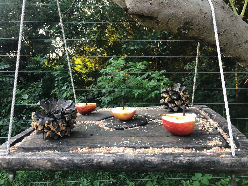 DIY budget-friendly bird feeders