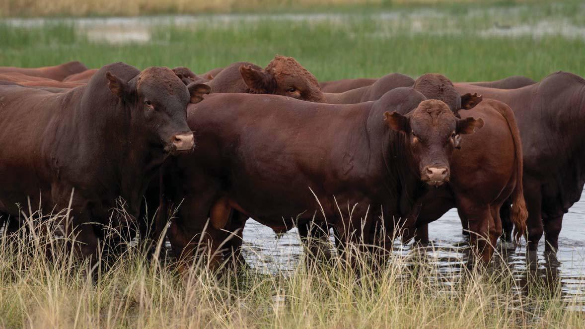 How the Bonsmara changed red meat production in SA