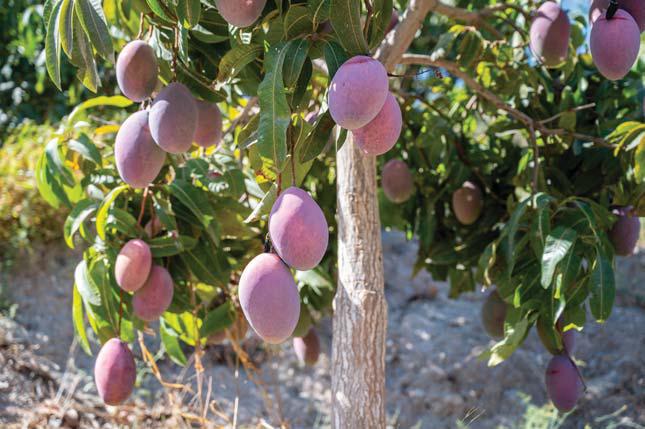 Steenhuisen looks to Japan for agri market access