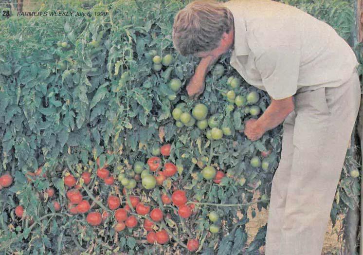 The right tomato cultivar pays dividends