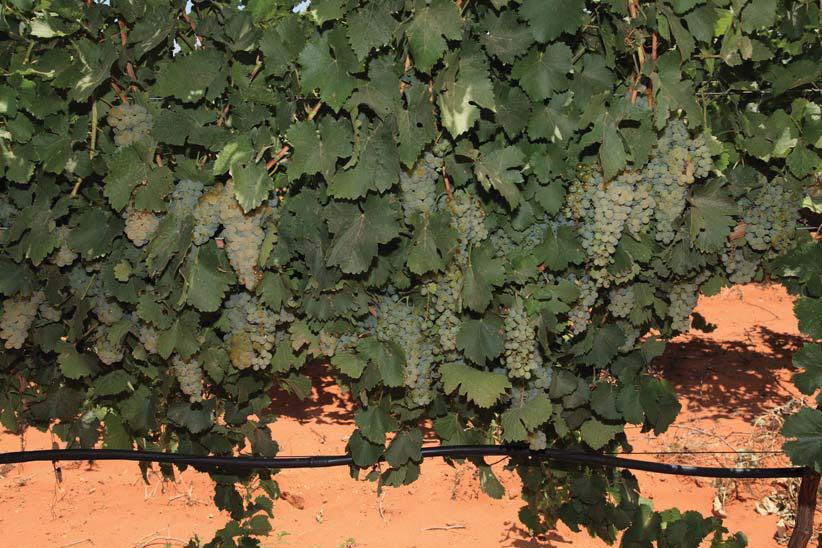 Global wine woes continue