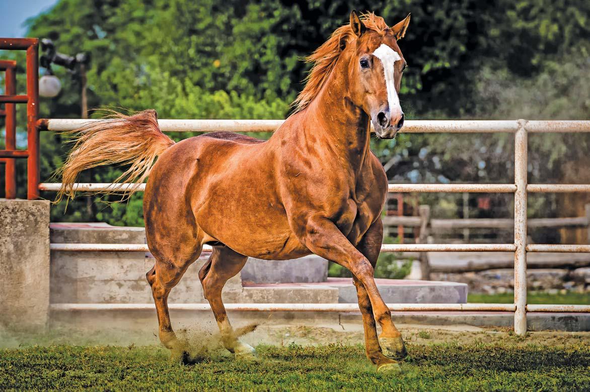 The American Quarter Horse: undisputed king of Western riding