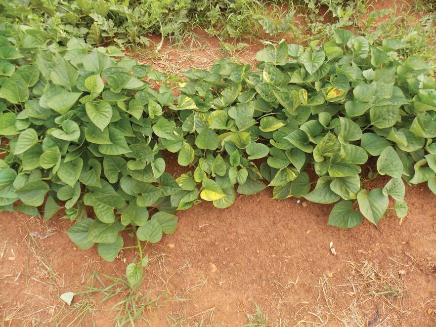 Obtain virus-free planting material for sweet potatoes