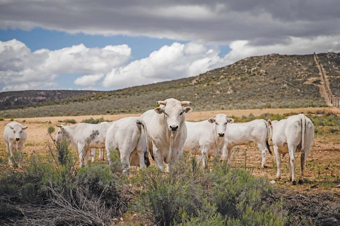 Chianinas: big cattle, bigger benefits